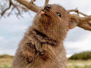 Rottnest Island ferry trips and quokka tours